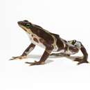 Image of Pirre Harlequin Frog