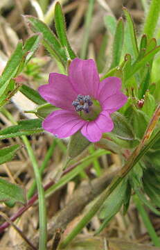 Image of geranium