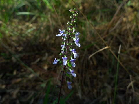 Image of little spurflower