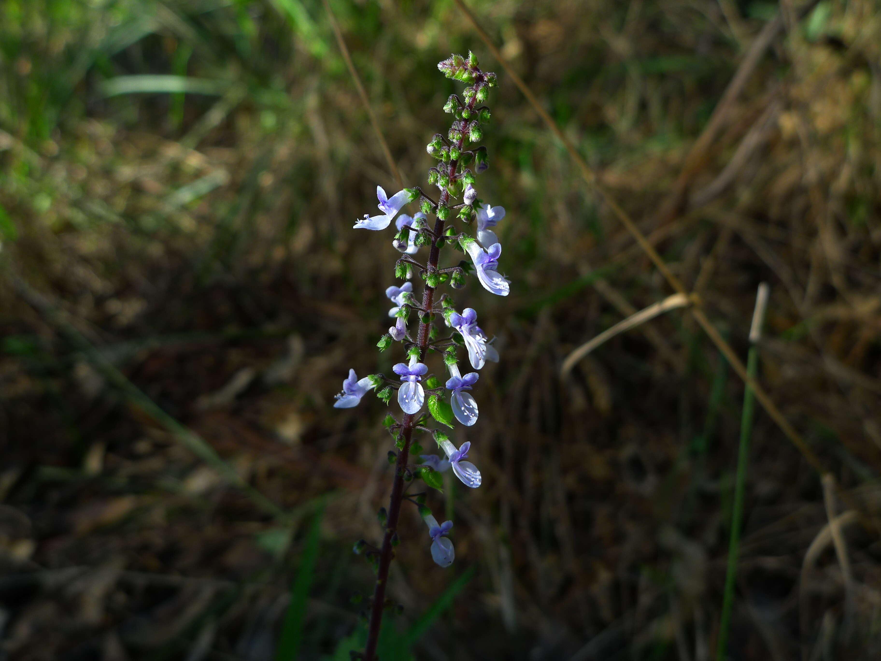 Image of little spurflower