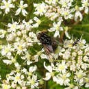 Image of House fly