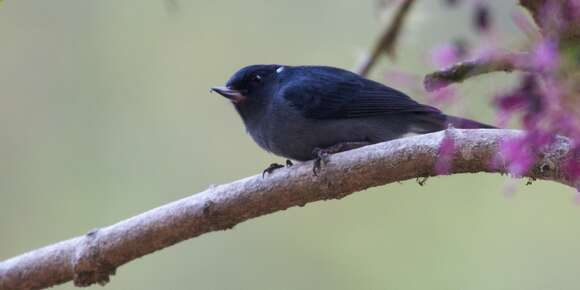 صورة Diglossa plumbea Cabanis 1861