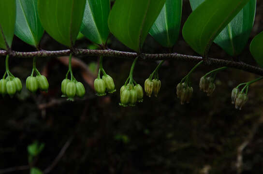 Image of Polygonatum punctatum Royle ex Kunth