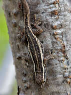 Image of Cape dwarf gecko