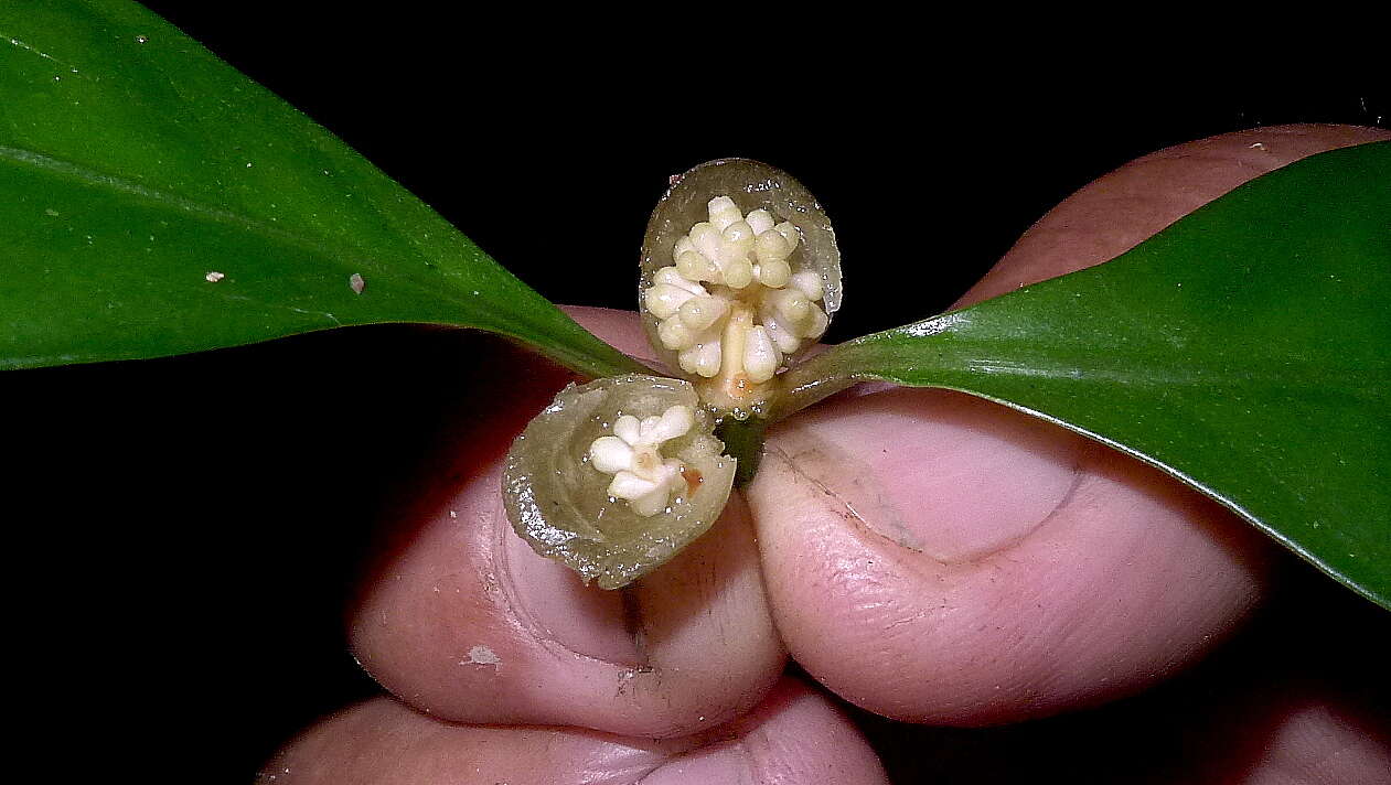 Plancia ëd Psychotria cupularis (Müll. Arg.) Standl.