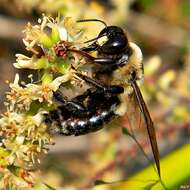 Image of carpenter bee