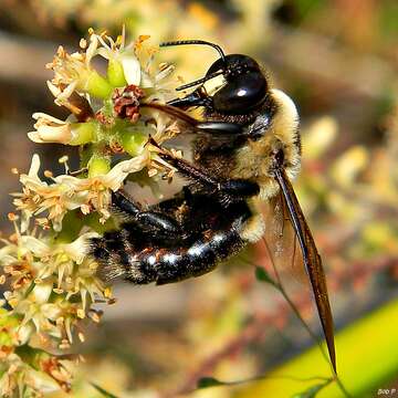 Plancia ëd Xylocopa virginica (Linnaeus 1771)