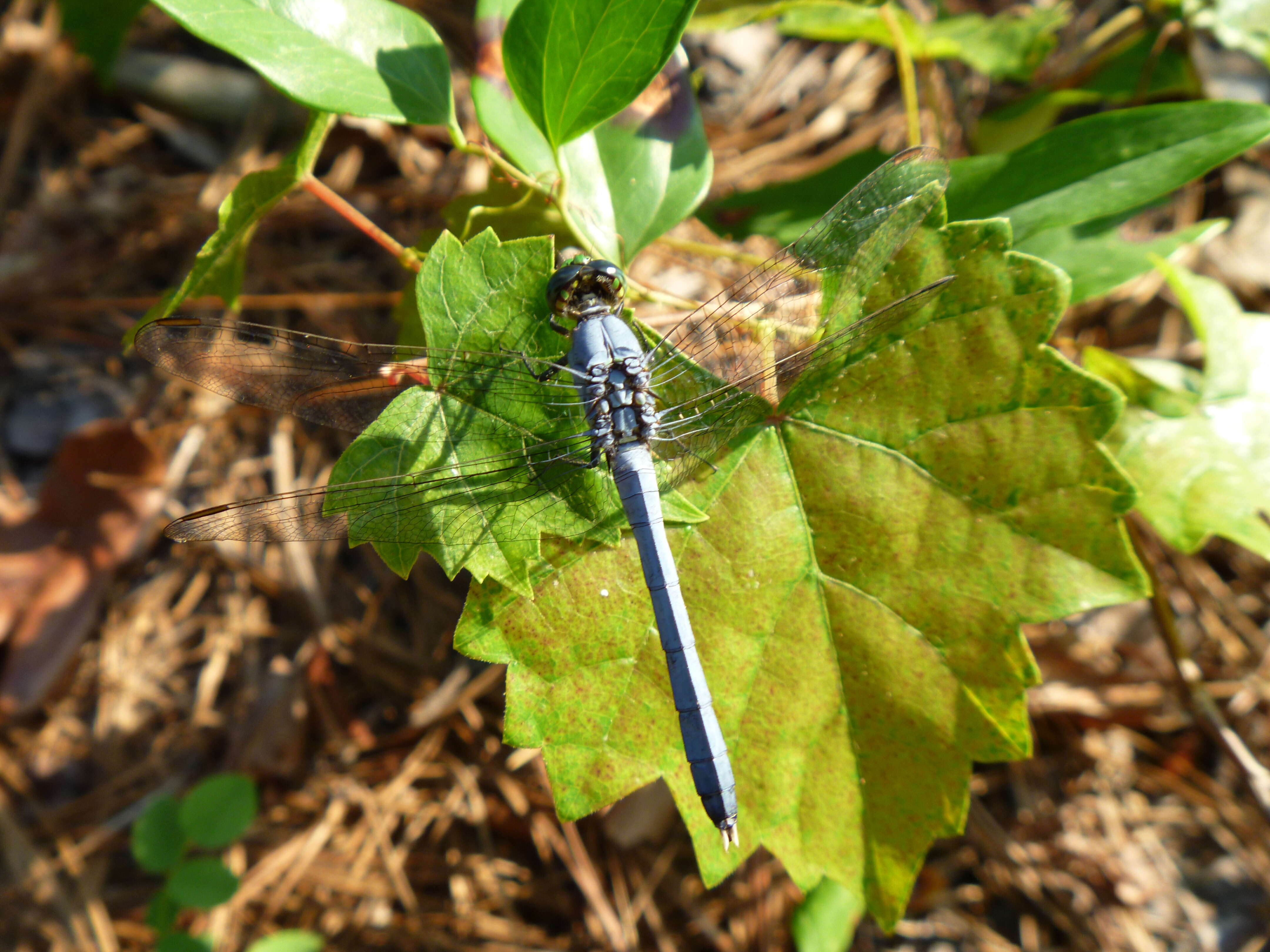 Image of Pondhawks