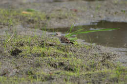 Image of Long-toed Stint