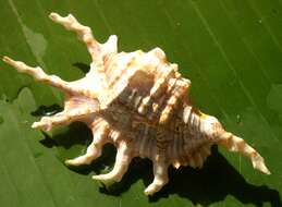 Image of spider conch