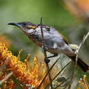 Image of White-streaked Honeyeater