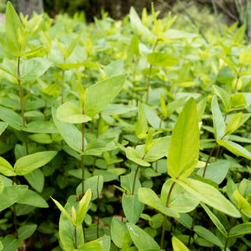 Image of mountainmint