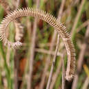 Image of toothache grass