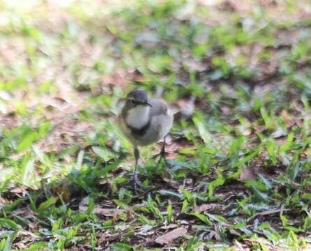 Image of Cape Wagtail