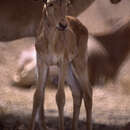 Image of Coke's Hartebeest