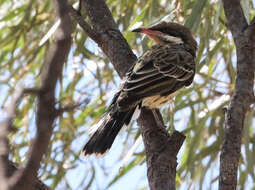 Image of Acanthagenys Gould 1838