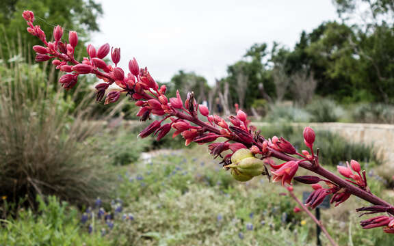 Image of false yucca