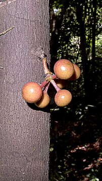 Image of Pseudoxandra bahiensis Maas