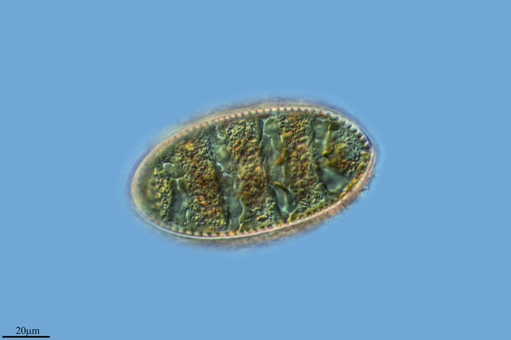 Image de Bacillariophyceae