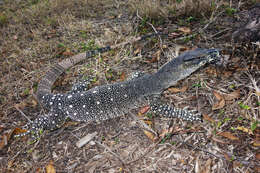 Image of monitor lizards