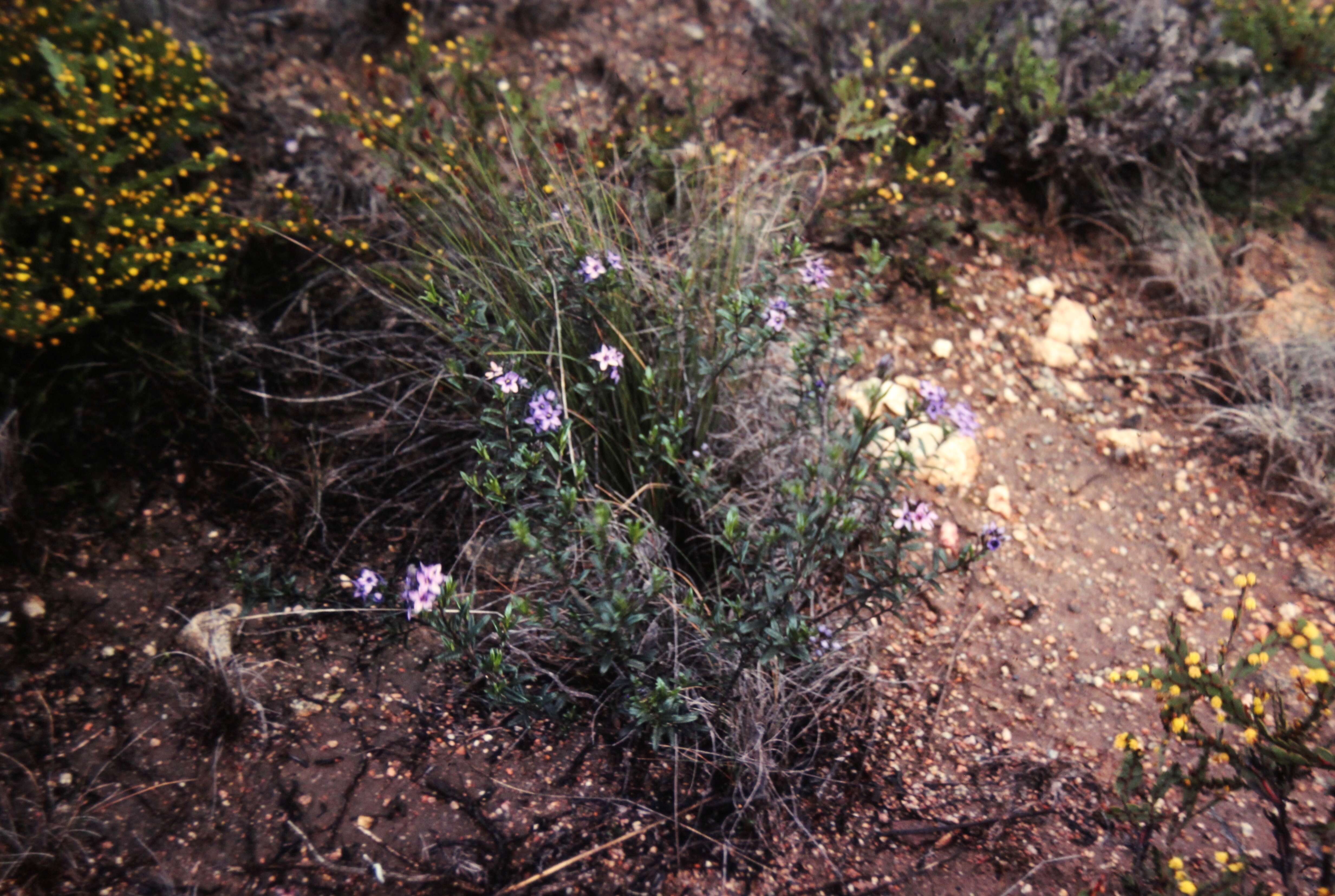 Plancia ëd Halgania andromedifolia Behr & F. Müll. ex F. Müll.