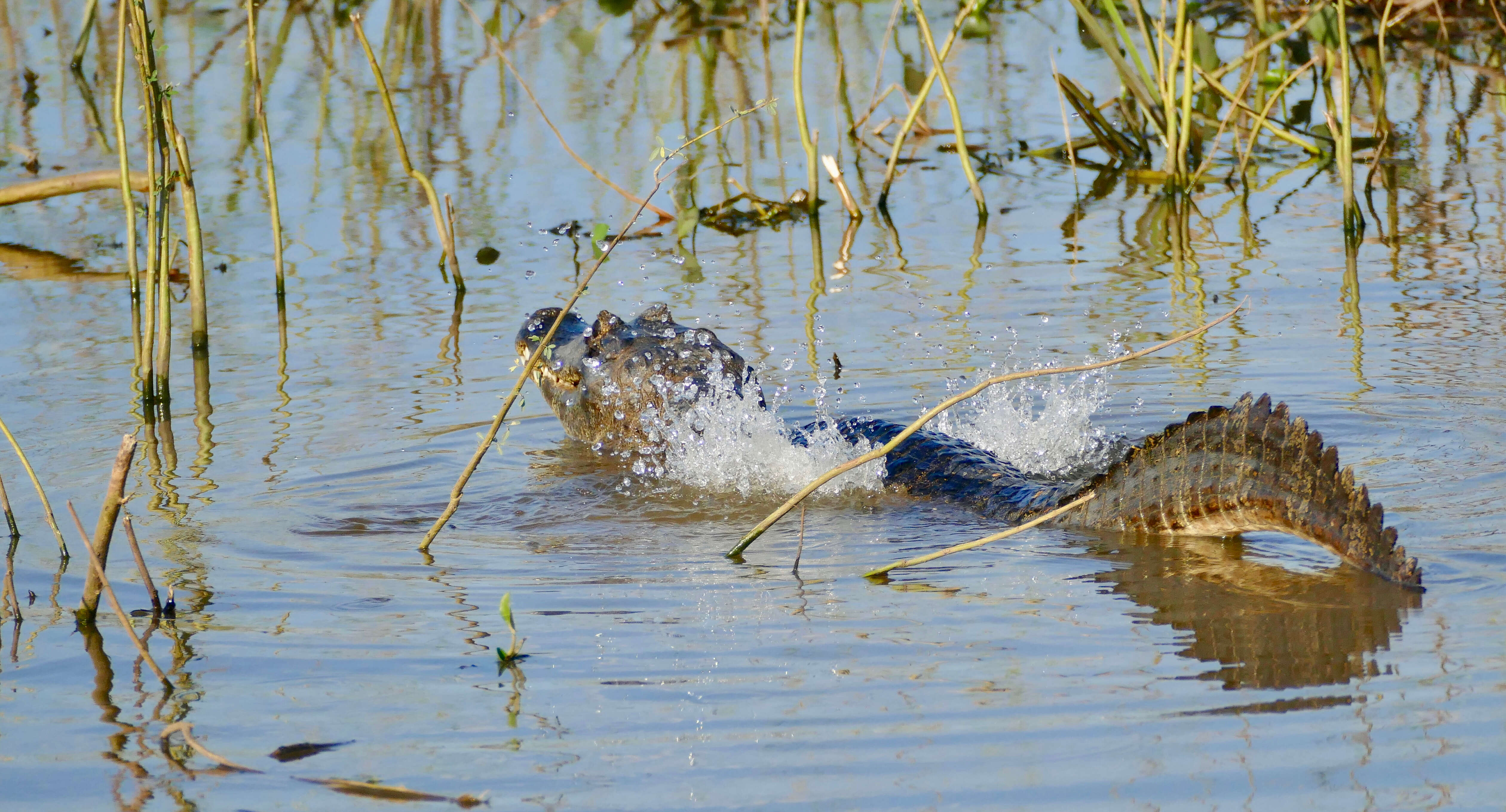 Image of Yacare caiman