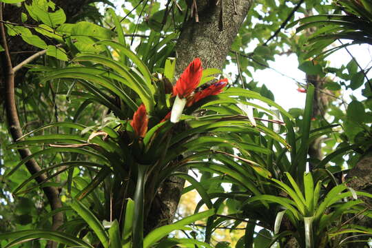 Image of Tillandsia multicaulis Steud.