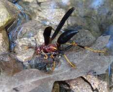 Image of Polistes