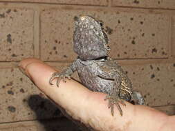 Image of agamid lizards