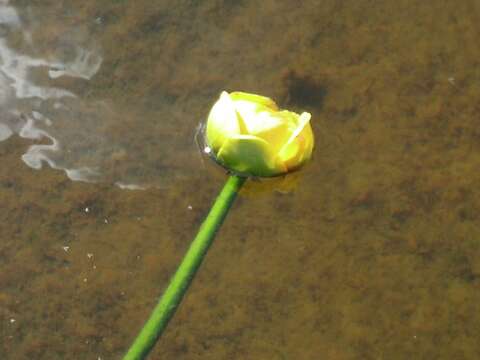 Image of Rocky Mountain pond-lily