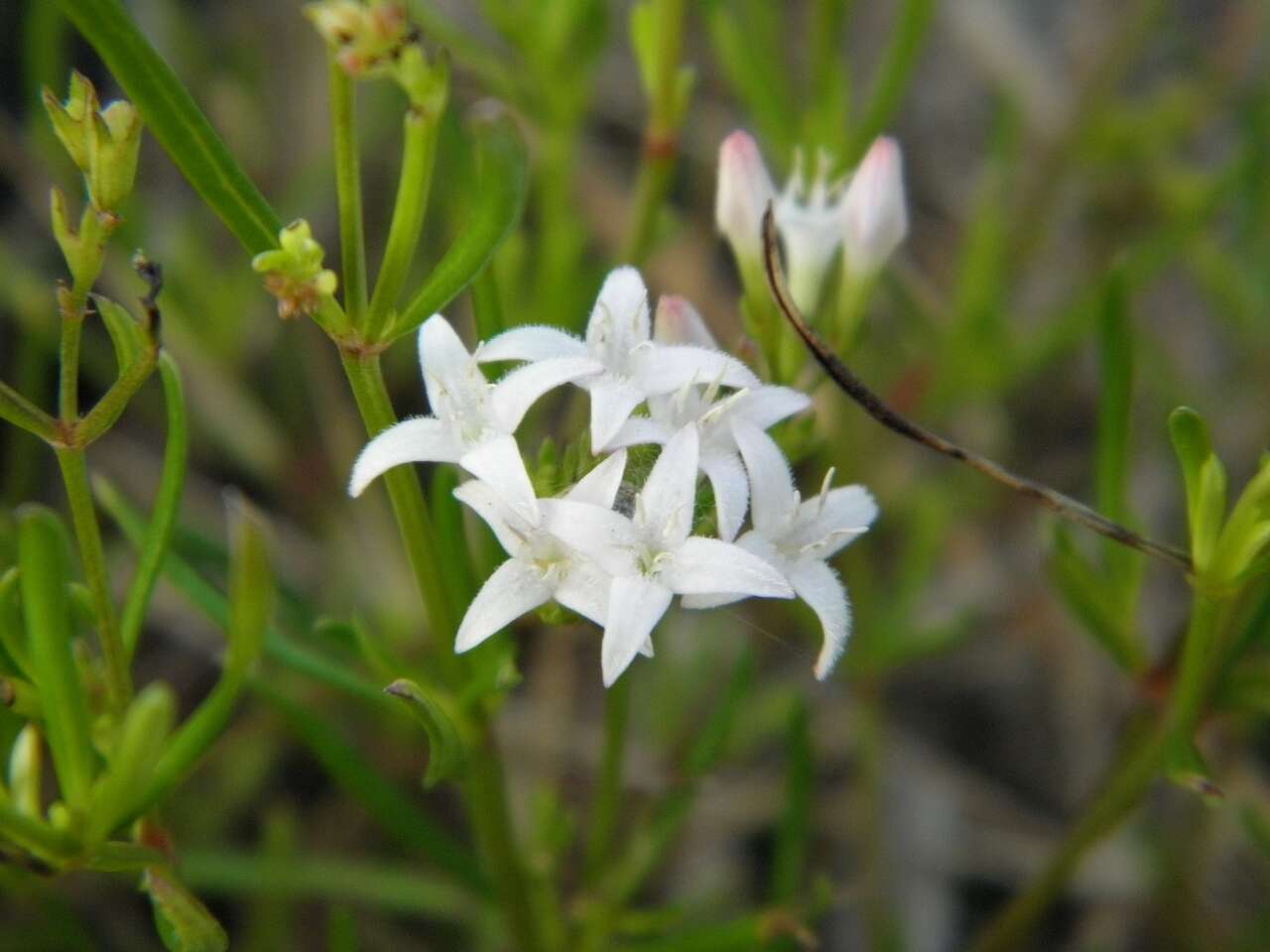 Image of diamond-flowers