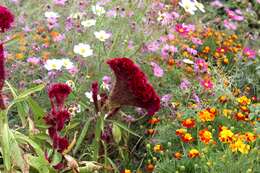 Imagem de Celosia cristata L.