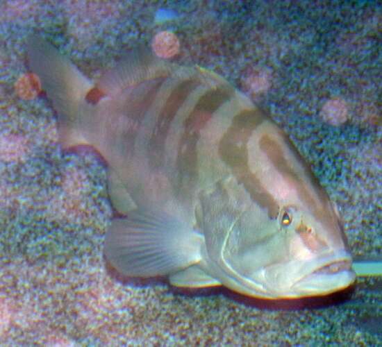 Epinephelus striatus (Bloch 1792) resmi