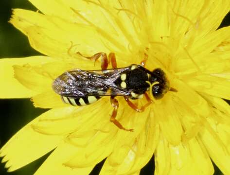 Image of Nomada flavopicta (Kirby 1802)