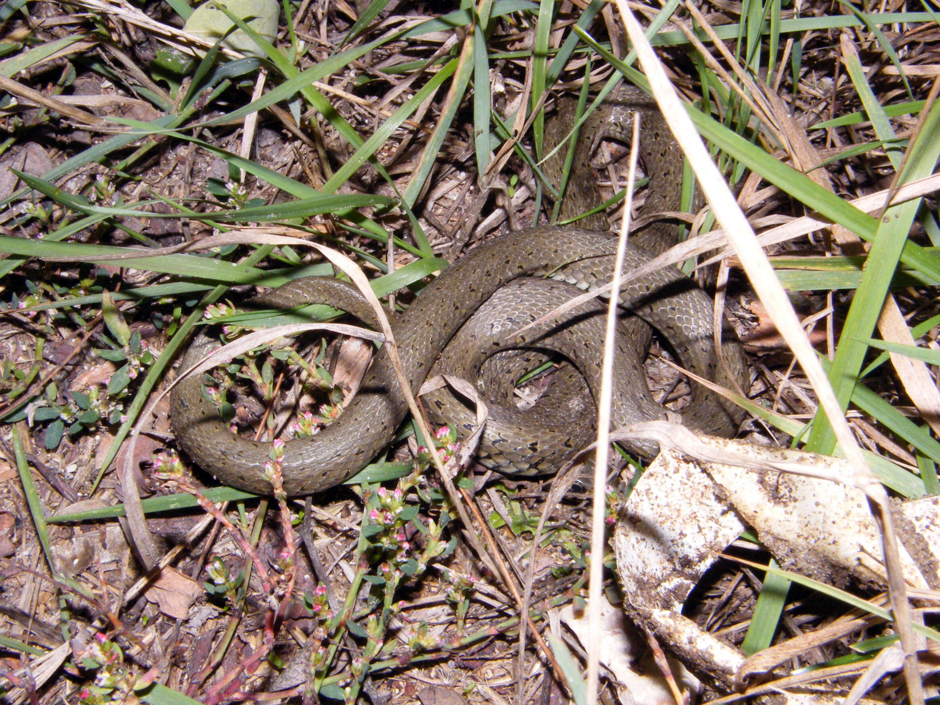 Image of Grass snakes