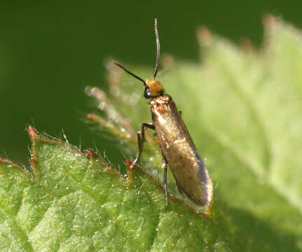Image of Micropterix