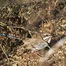 Image of Long-tailed Ground Roller