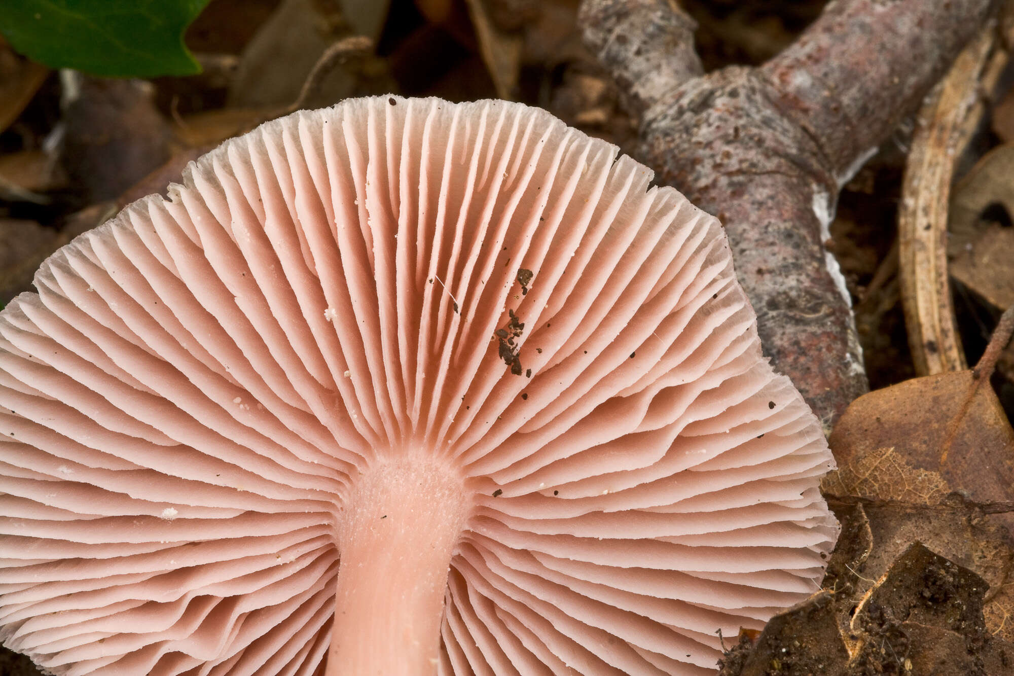 Image of Mycena rosella (Fr.) P. Kumm. 1871