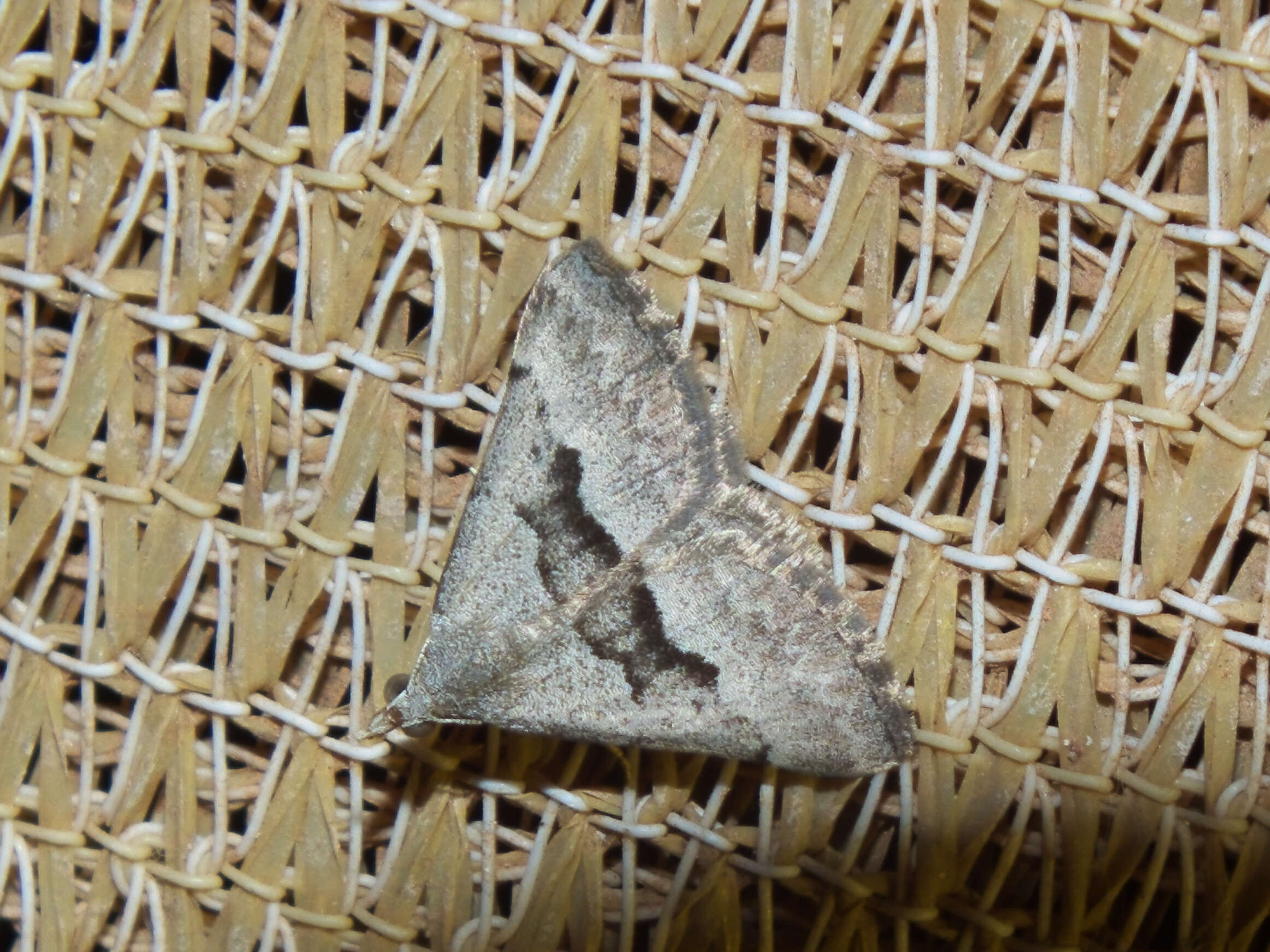 Plancia ëd Dichromodes