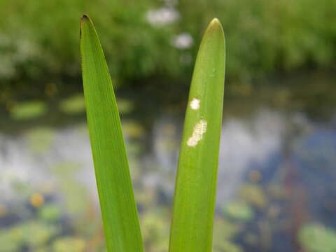 Image of Branched Bur-reed