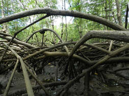 Image of mangrove