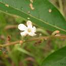 Citharexylum myrianthum Cham.的圖片