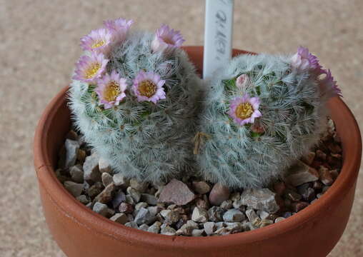 Image of Mammillaria carmenae Castañeda