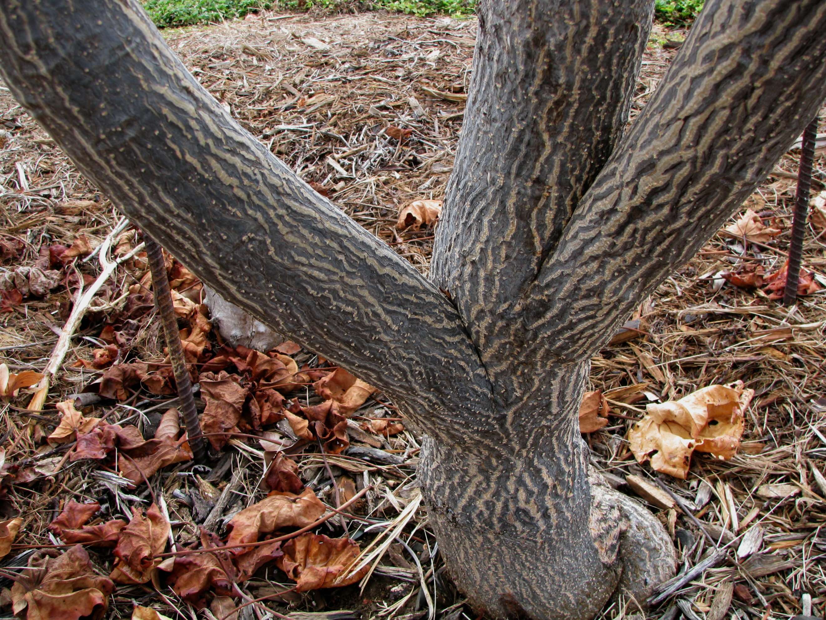 Image of treecotton