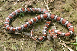 Image of Kingsnakes