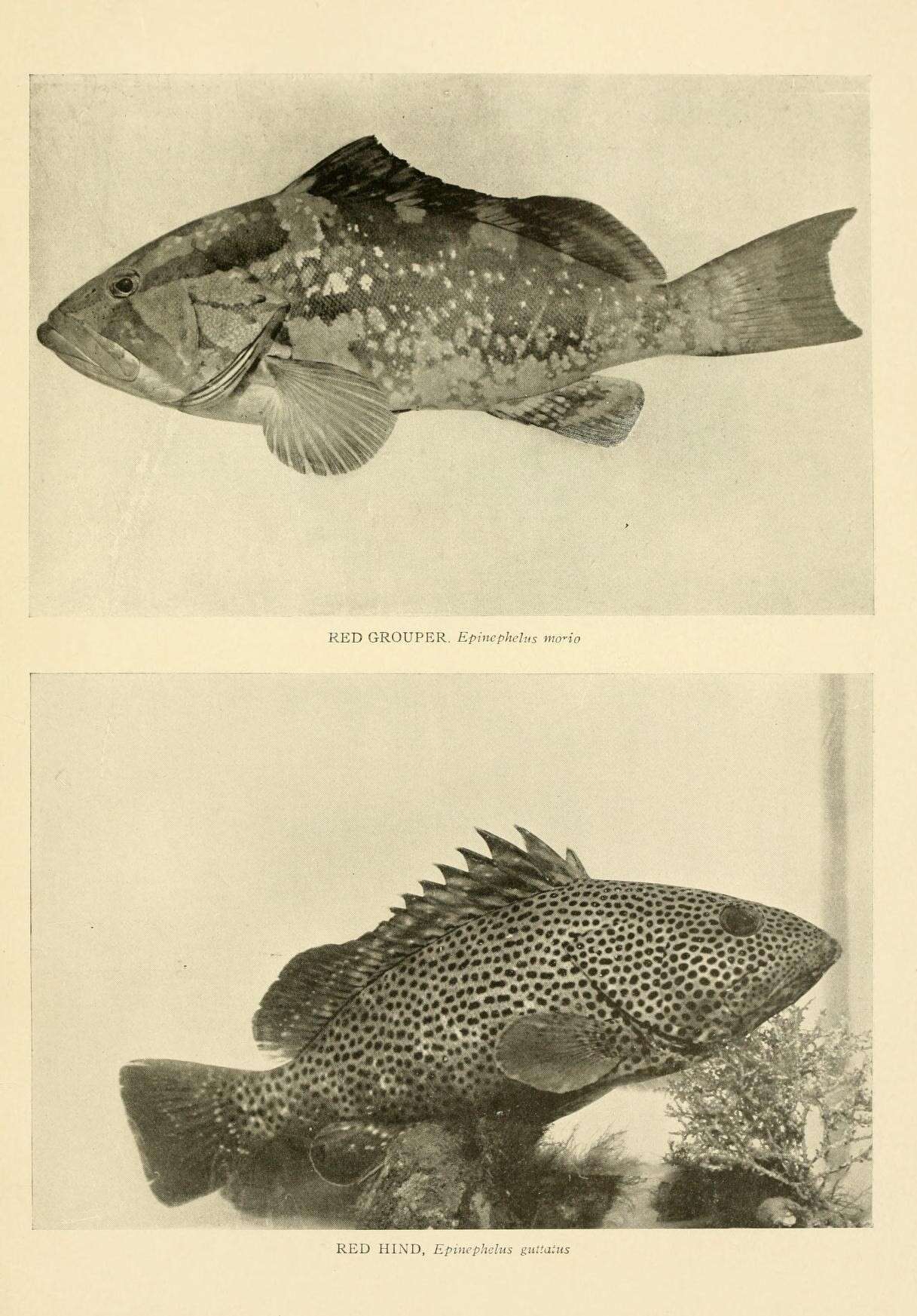 Image of Red Grouper