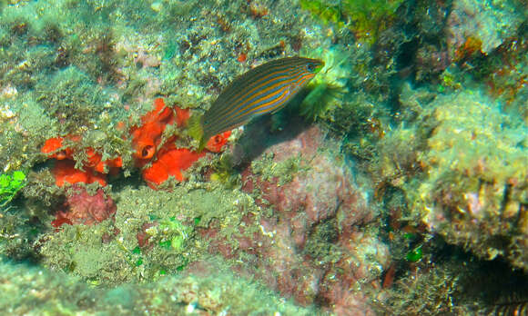 Image of Hoeven's wrasse