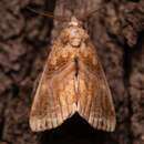 Image of Moonseed Moth