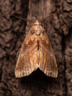 Image of Moonseed Moth