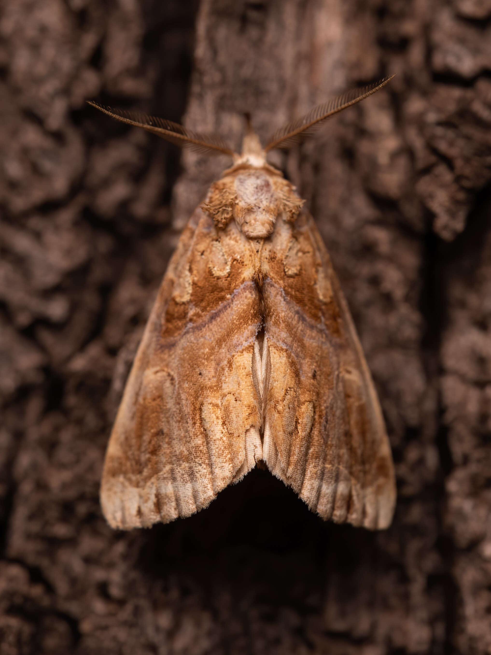 Image of Moonseed Moth